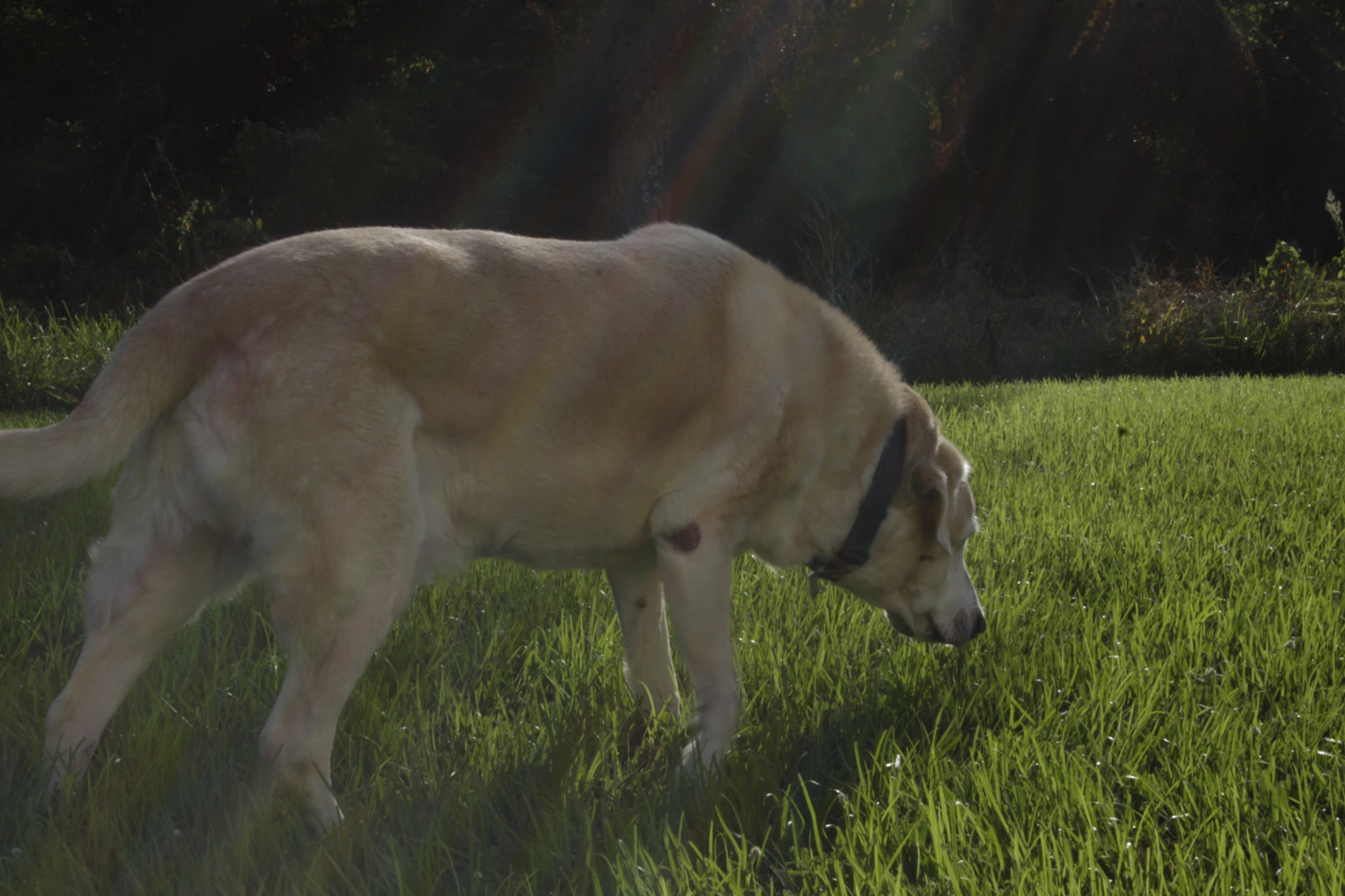 Benny exploring